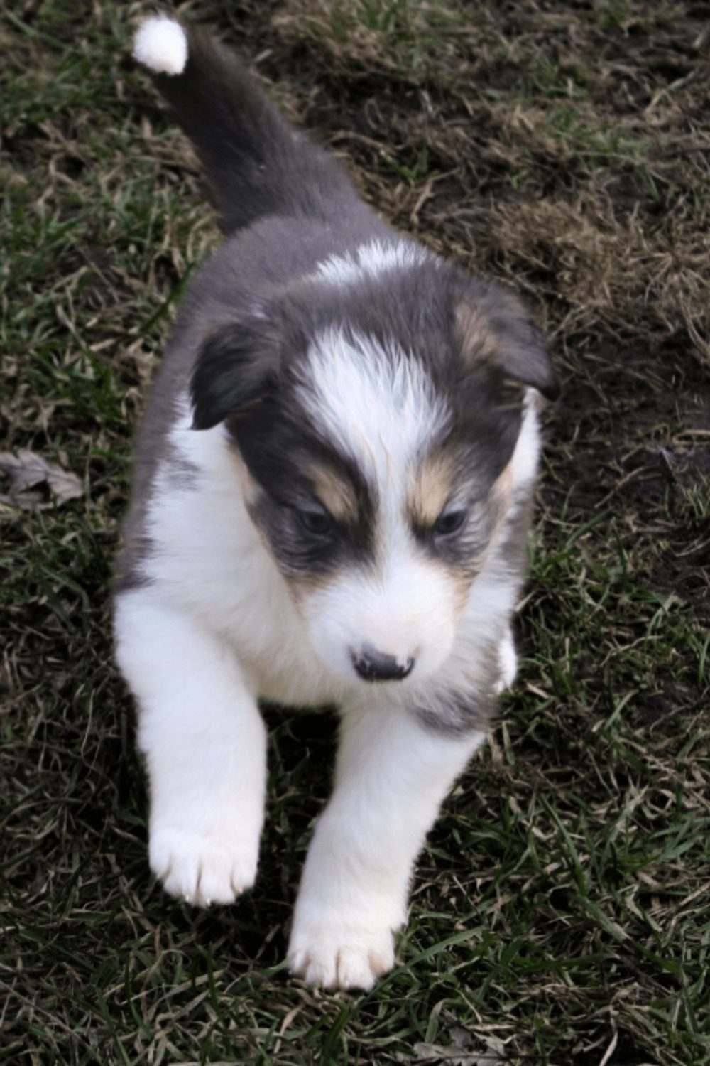 Willowcreek Border Collies | Border Collie Breeders in Canada