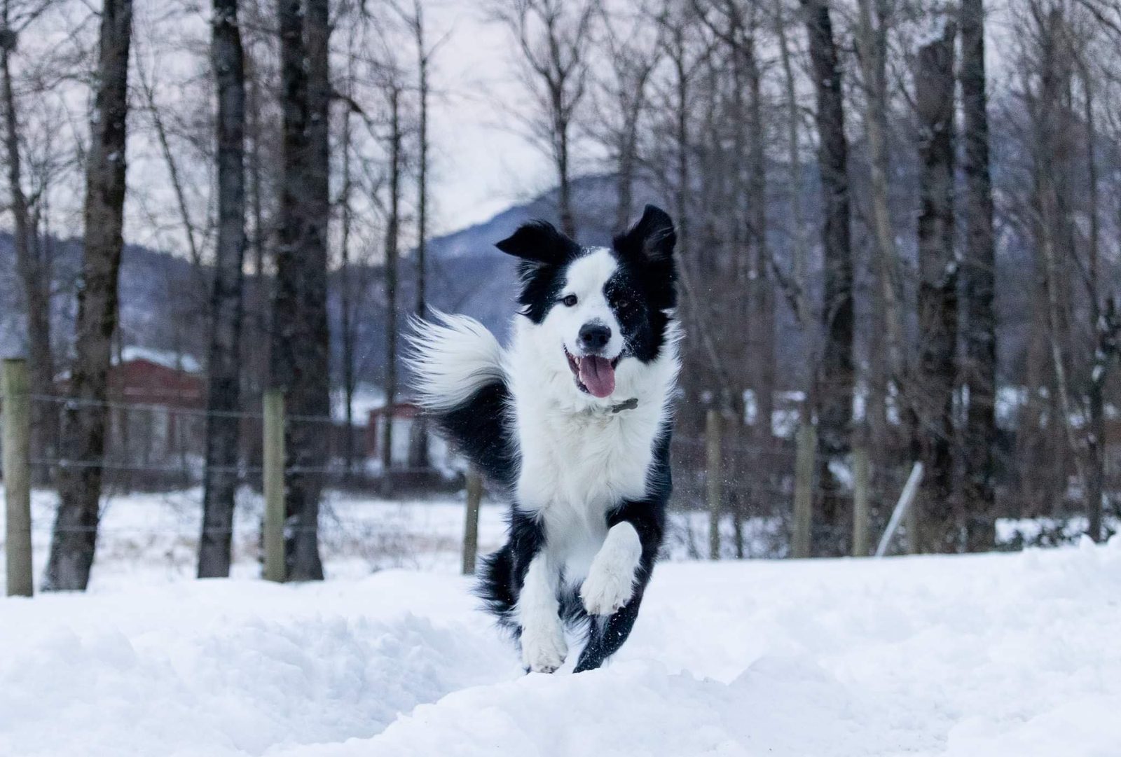 Willowcreek Border Collies | Border Collie Breeders in Canada