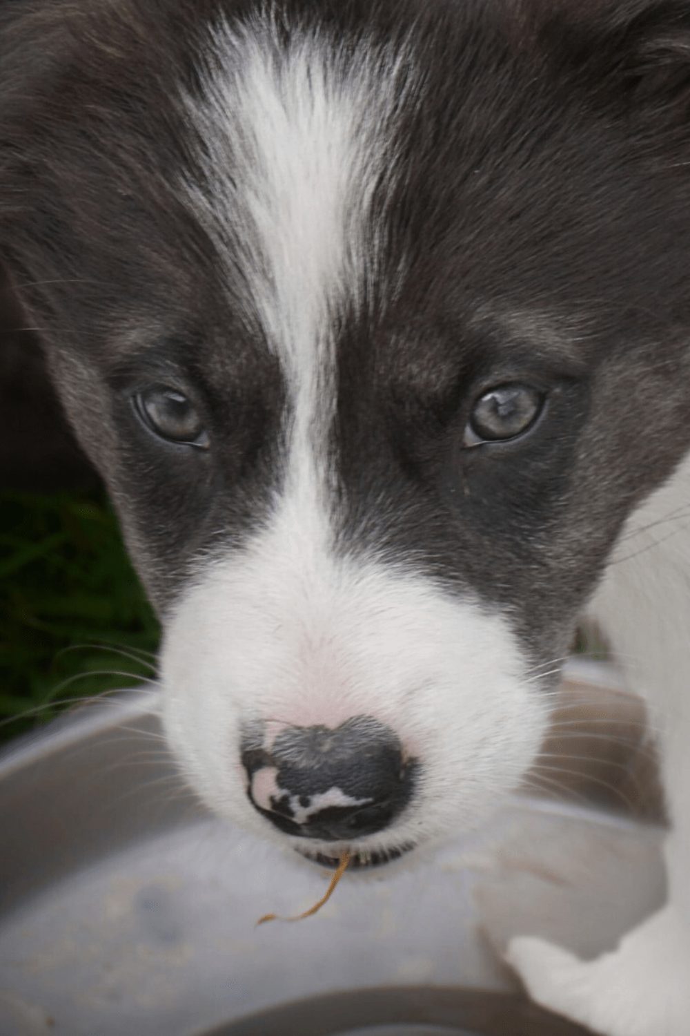 Willowcreek Border Collies | Border Collie Breeders in Canada