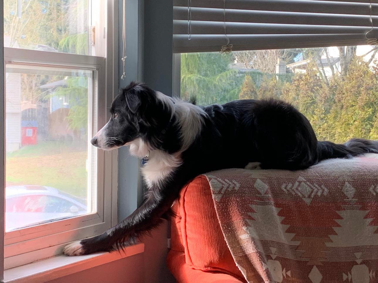 Available Border Collie Puppies