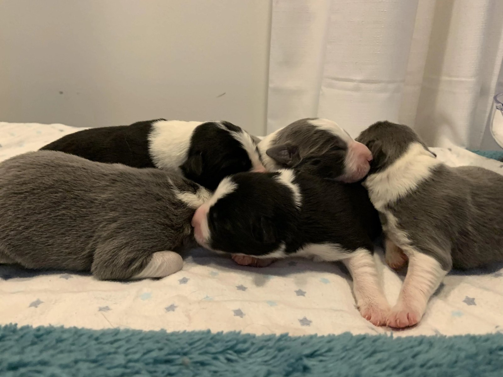 Border Collie Puppies for sale