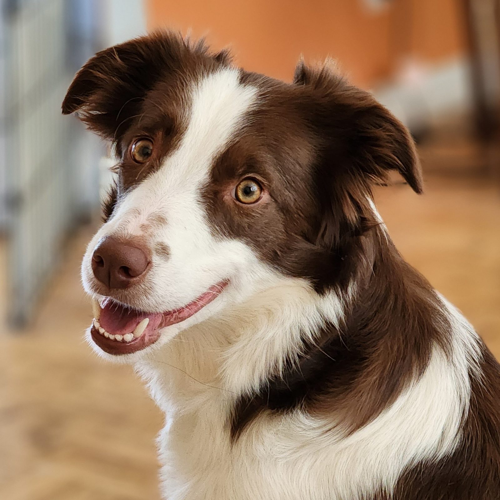 Willowcreek Border Collie Puppies | Border Collie Breeders in Canada