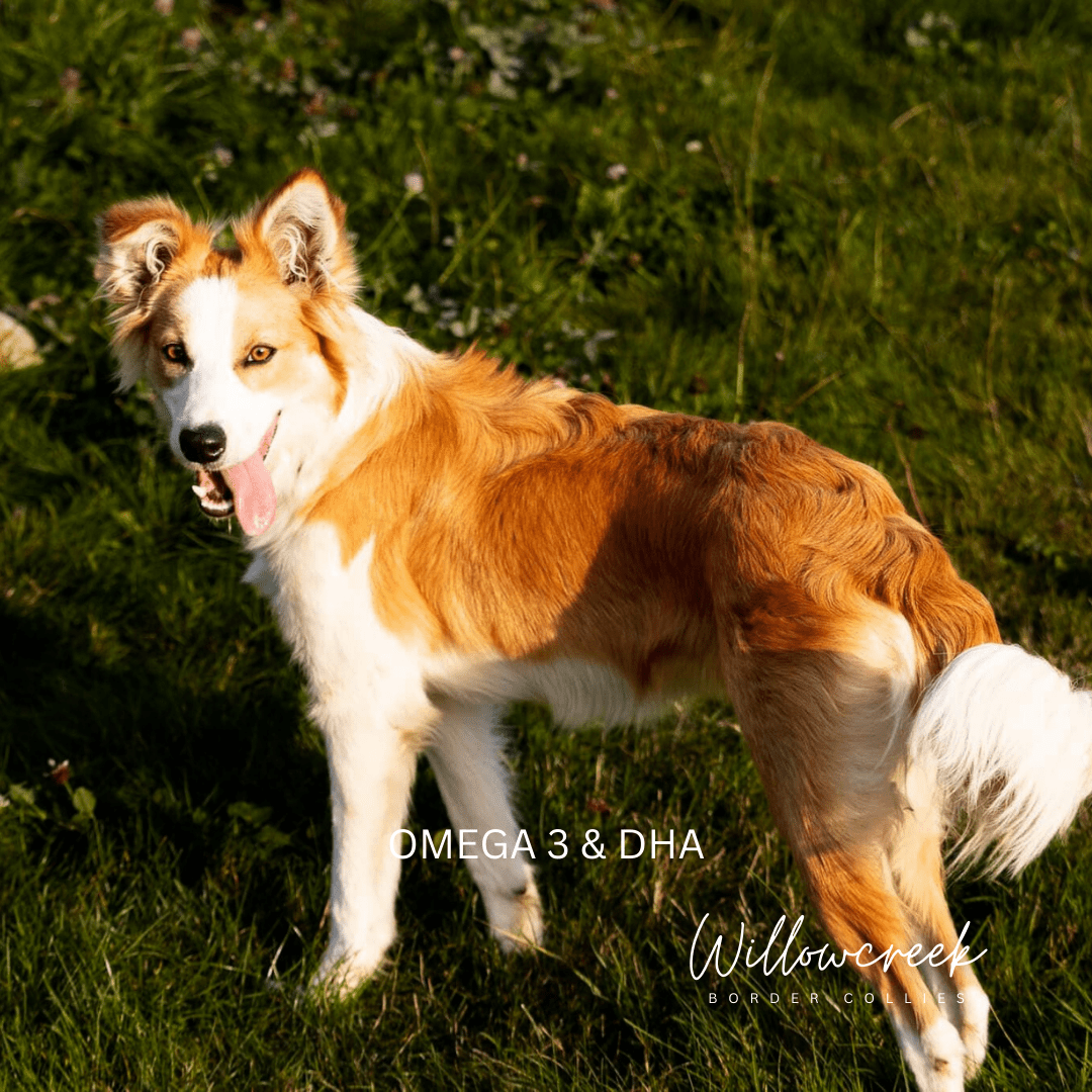 CBCA | Canadian Border Collie Association | Purebred Border Collies