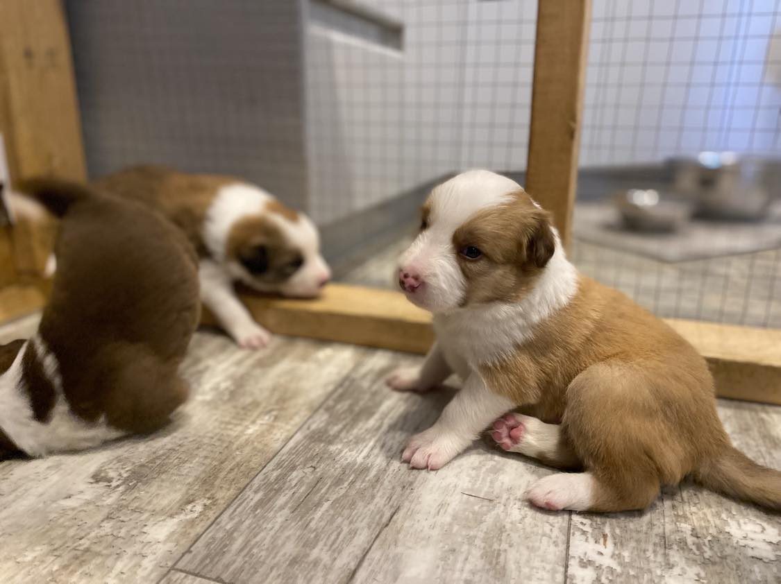 Willowcreek Border Collies | Border Collie Puppies