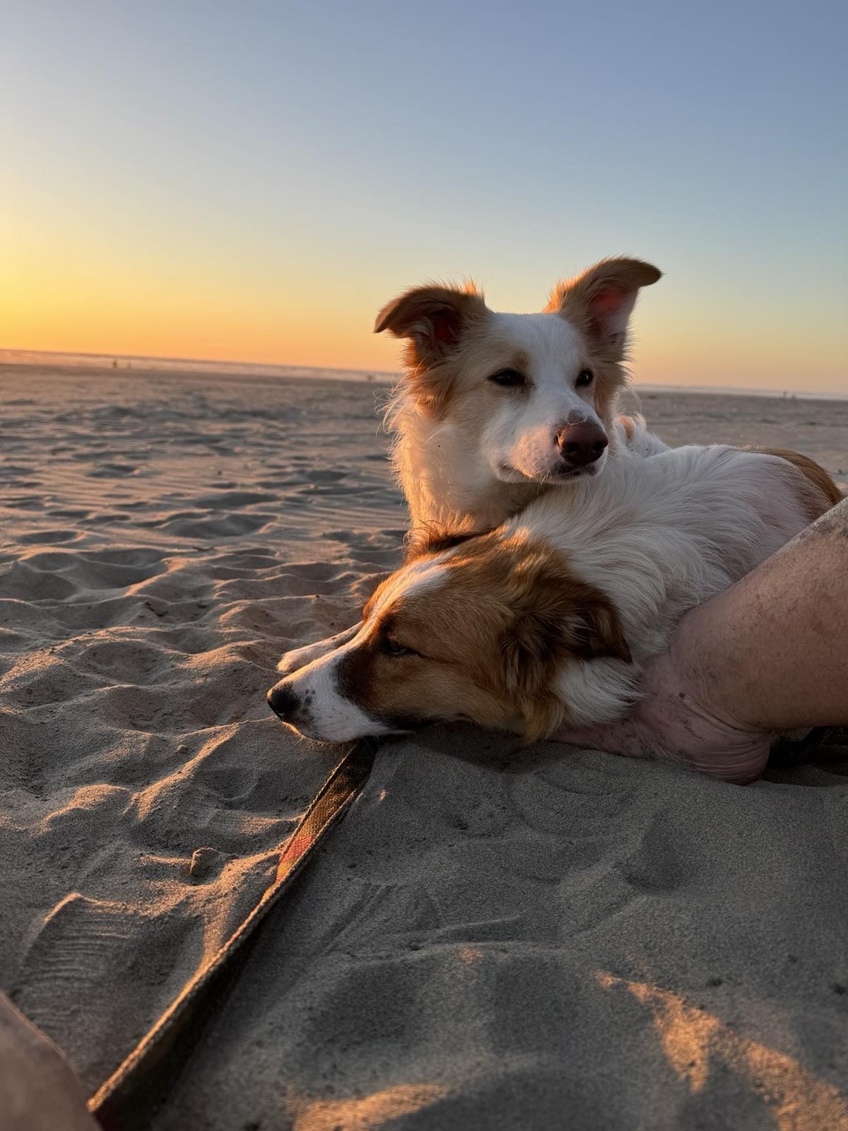 Tilly, CBCA registered Border Collie