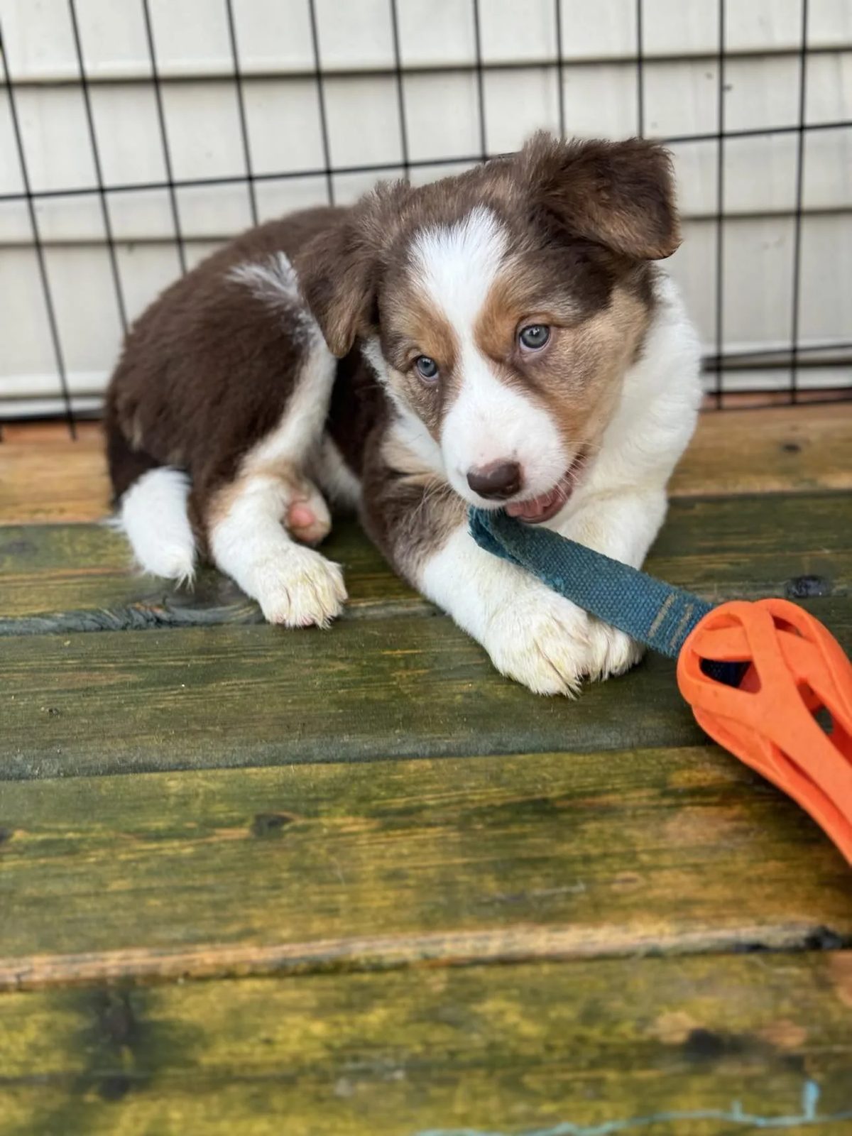 Best Border Collie Breeder in BC