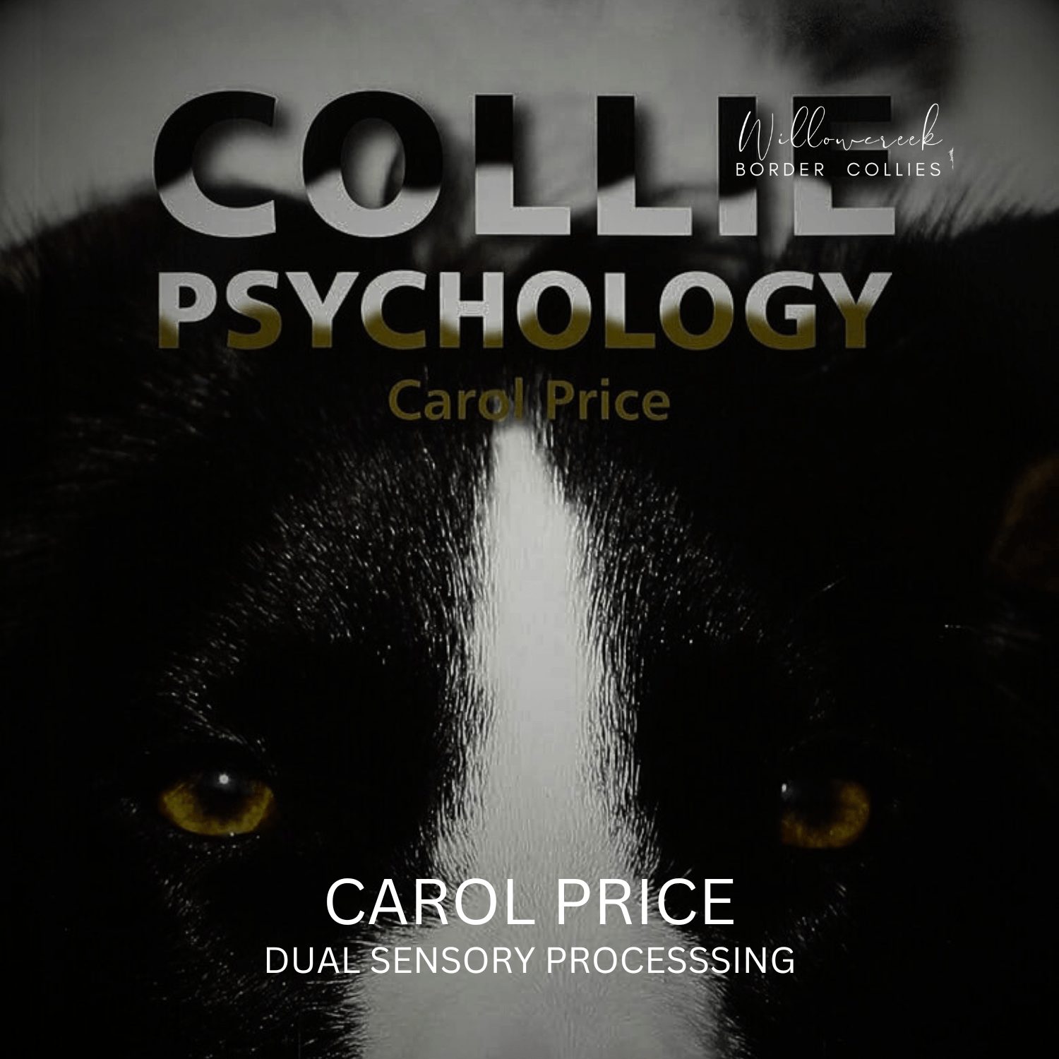 WHAT MAKES THE BORDER COLLIE MIND SO SPECIAL – DUAL SENSORY PROCESSING