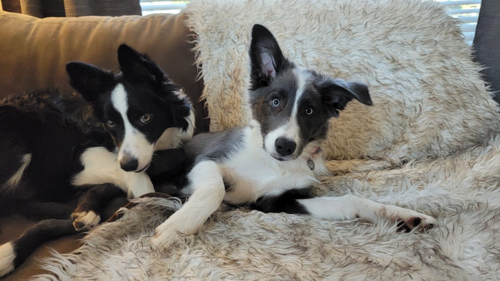 Blue Border Collie Puppies for sale