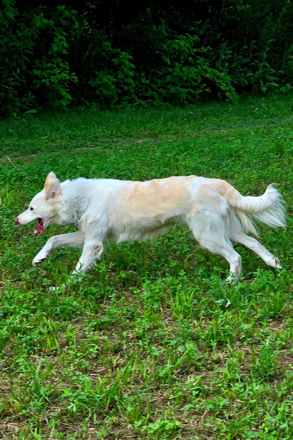 Tessa, ee red Border Collie