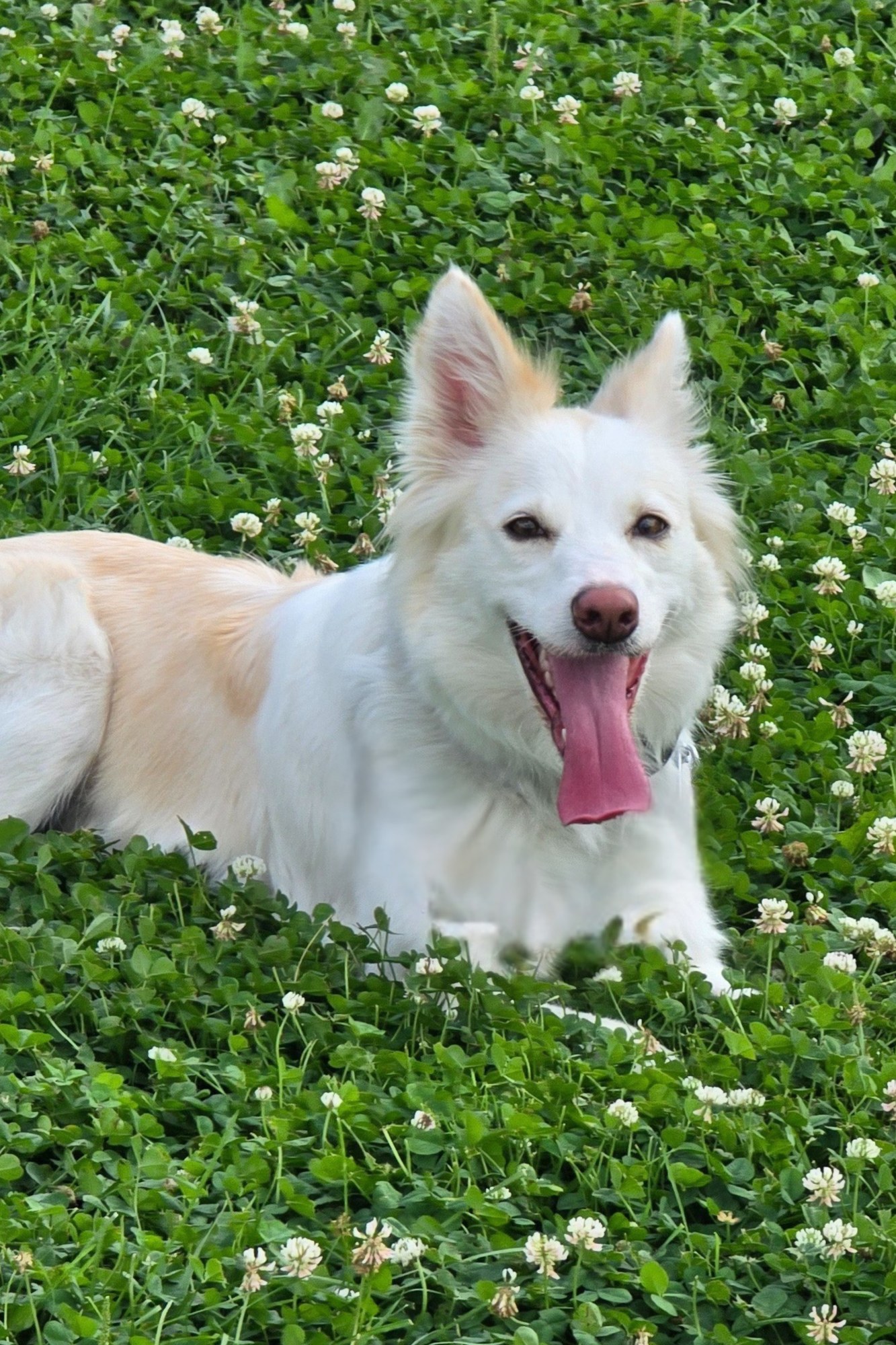 Tessa, ee red Border Collie