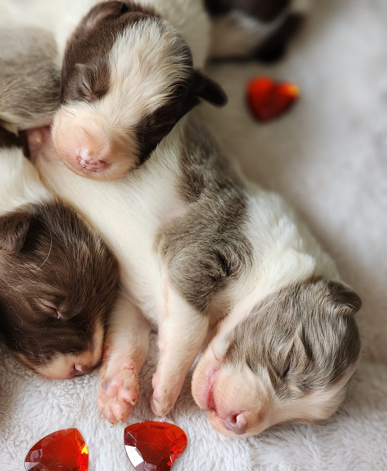 Willowcreek Border Collies | Border Collie Breeders in Canada