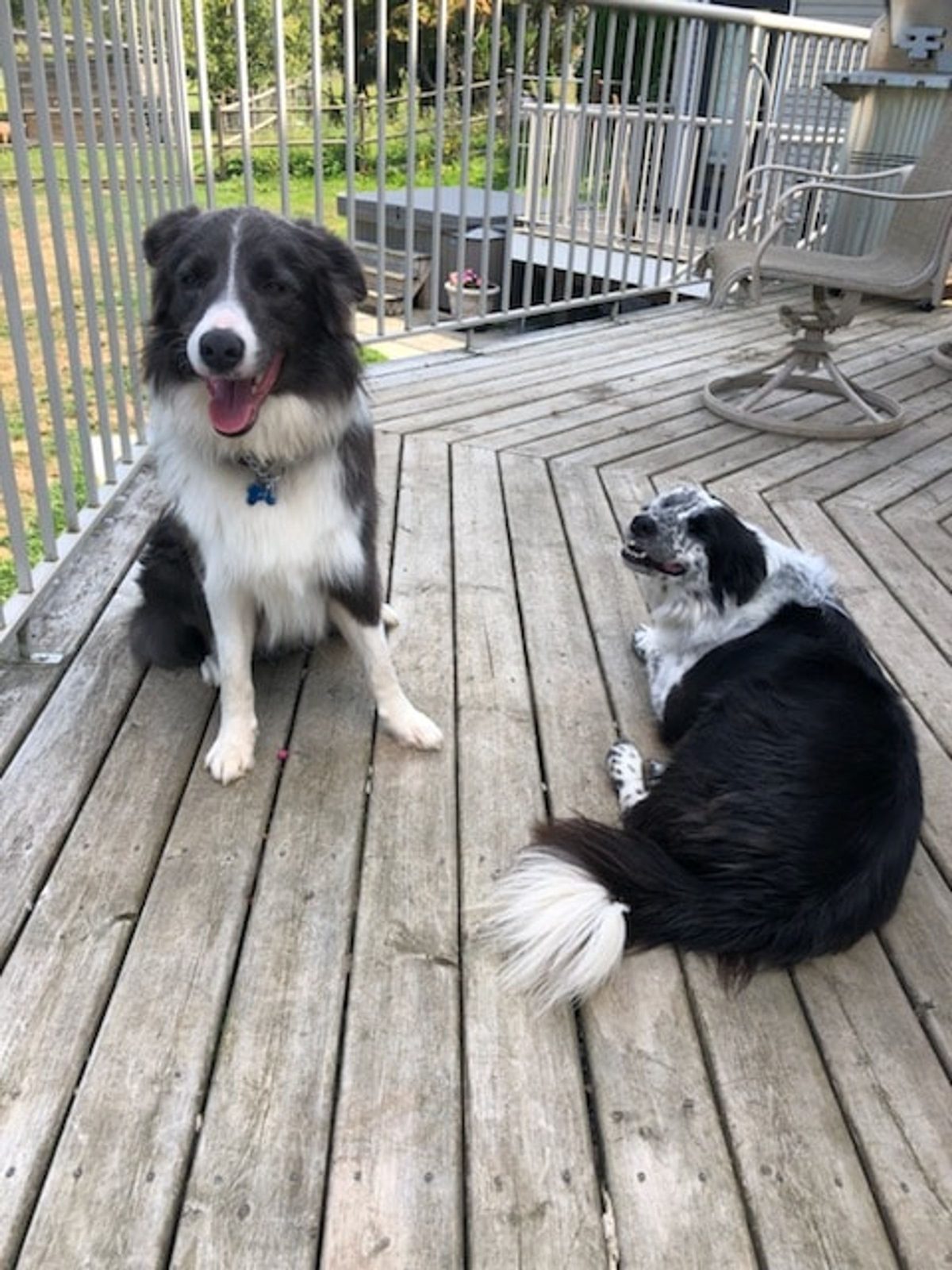 Willowcreek Border Collie Puppies | Border Collie Puppies in Canada