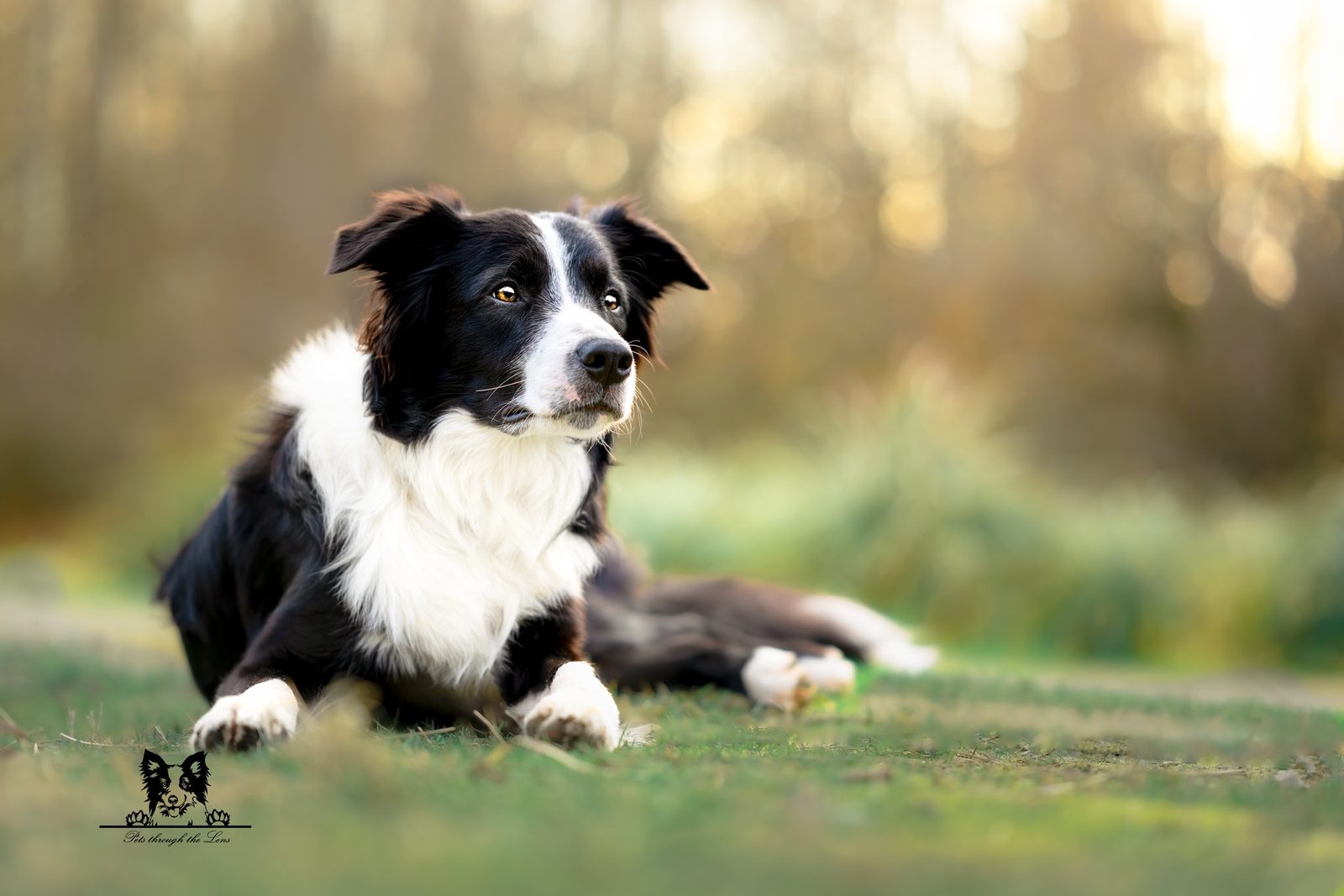 Willowcreek Border Collie Puppies | Border Collie Breeders in Canada