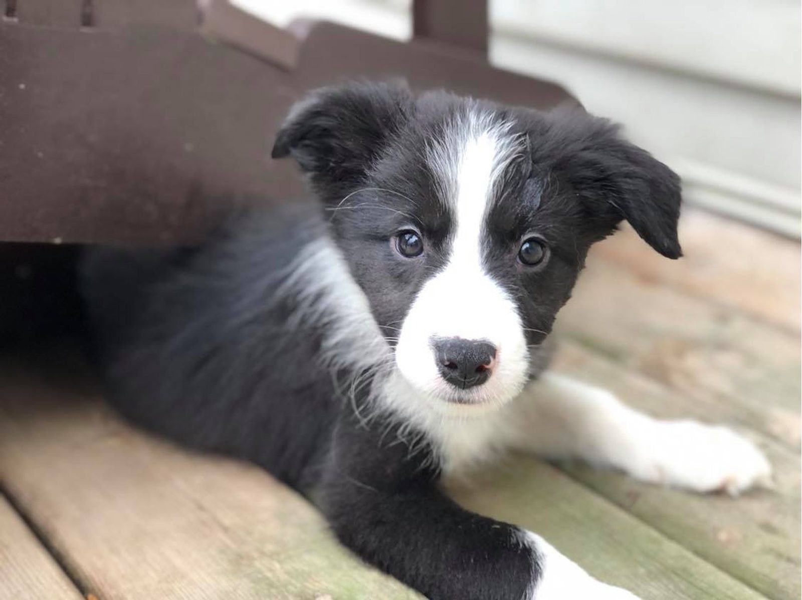 Willowcreek Border Collie Puppies | Border Collie Breeders in Canada
