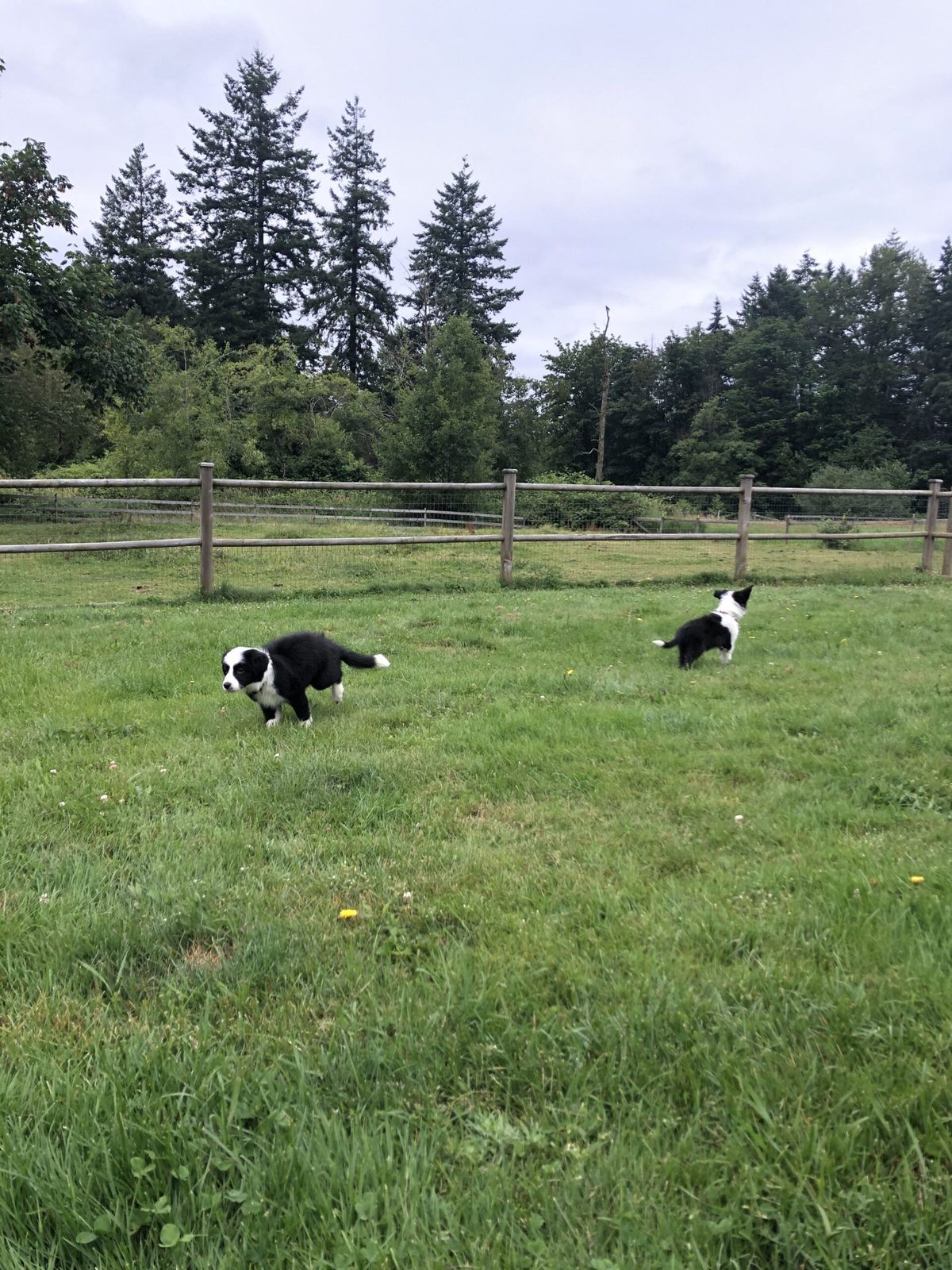 Willowcreek Border Collie Puppies | Border Collie Breeders in Canada
