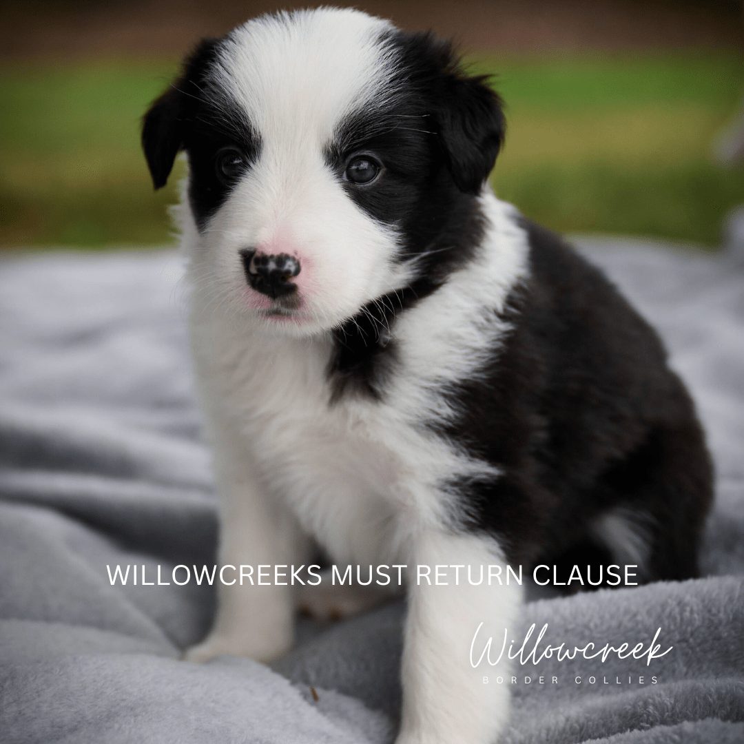 What is a responsible dog breeder?