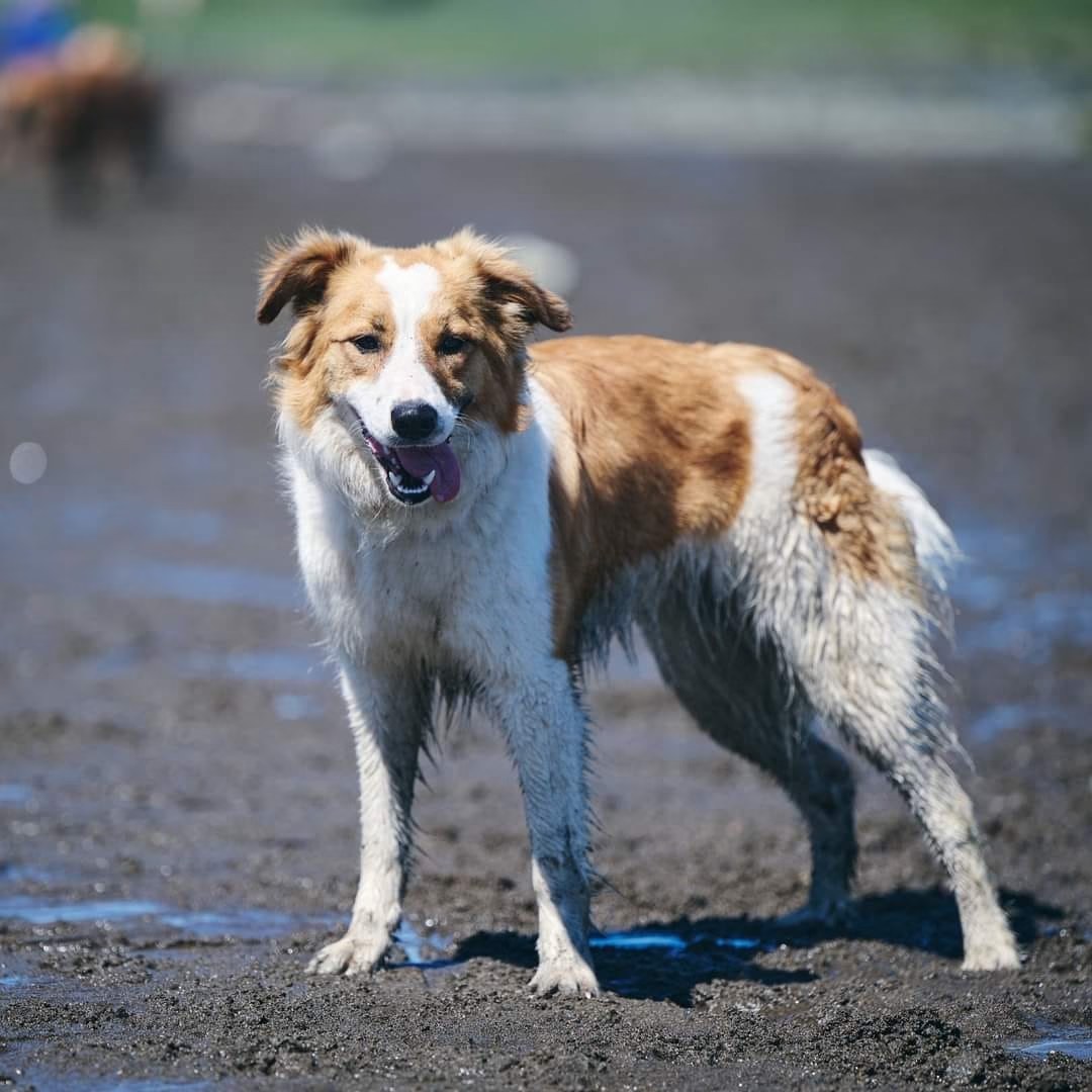 Tilly, CBCA registered Border Collie