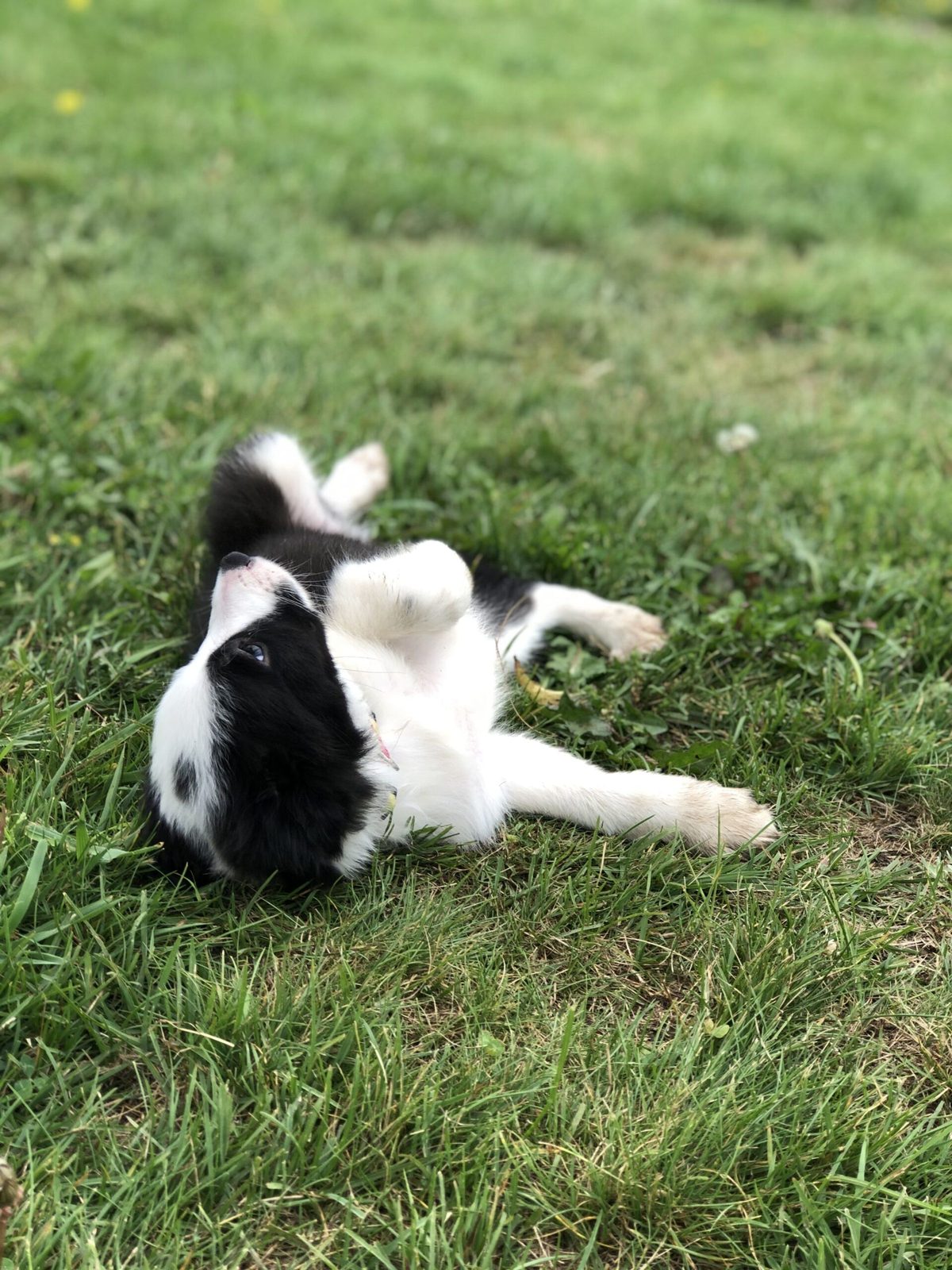 Willowcreek Border Collie Puppies | Border Collie Breeders in Canada