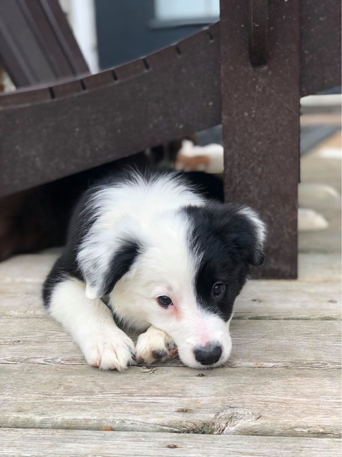 Willowcreek Border Collie Puppies | Border Collie Breeders in Canada