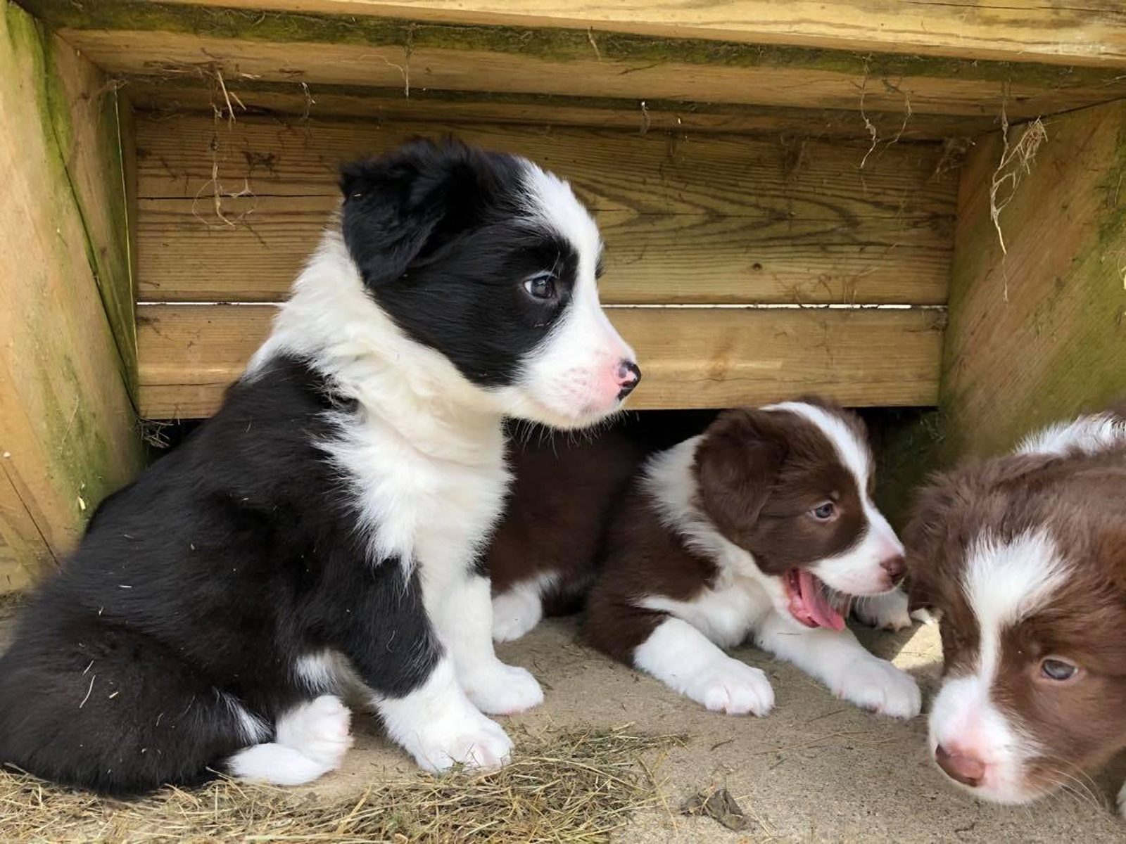 Willowcreek Border Collie Puppies | Border Collie Puppies in Canada