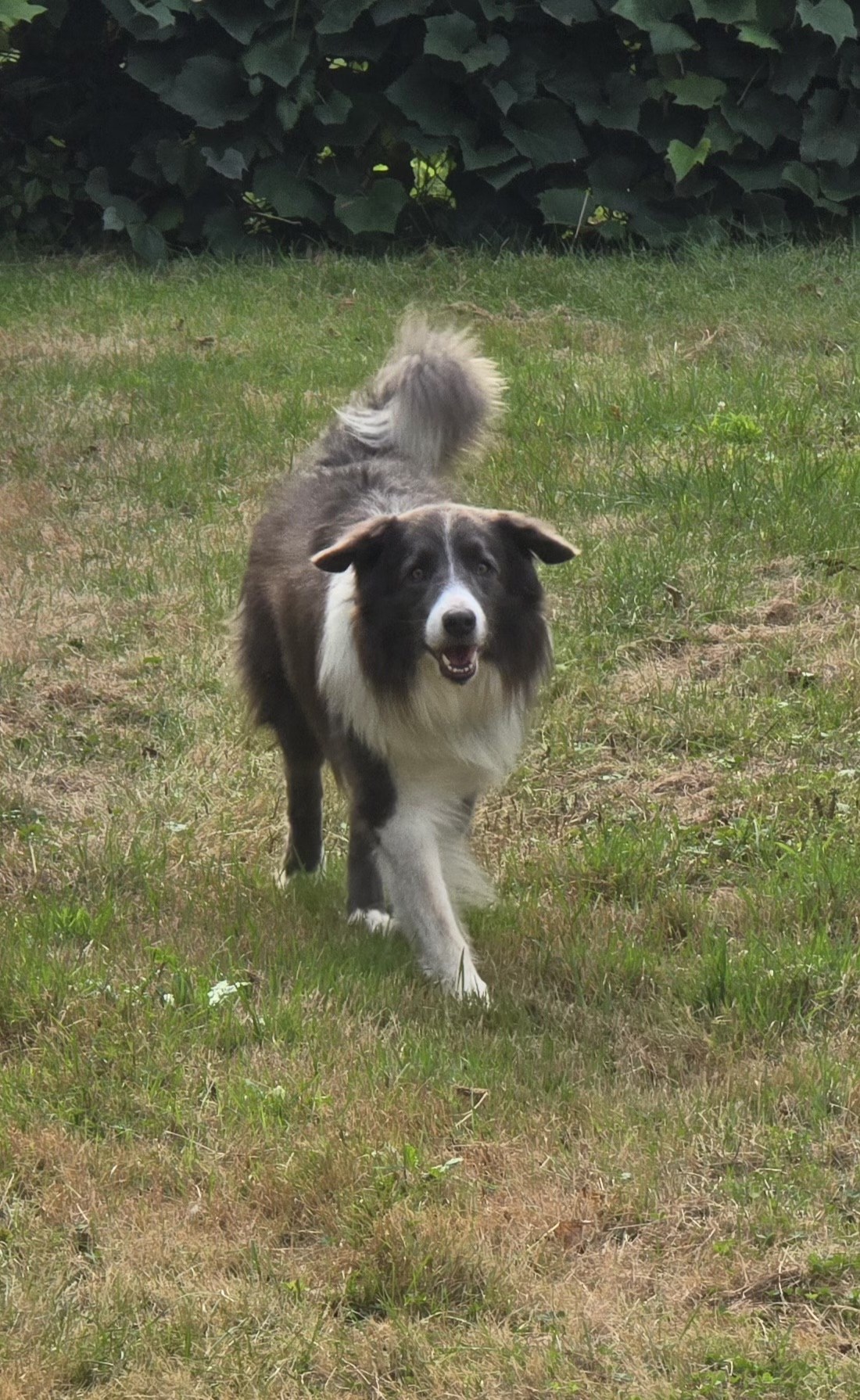 Jax, blue Border Collie sire