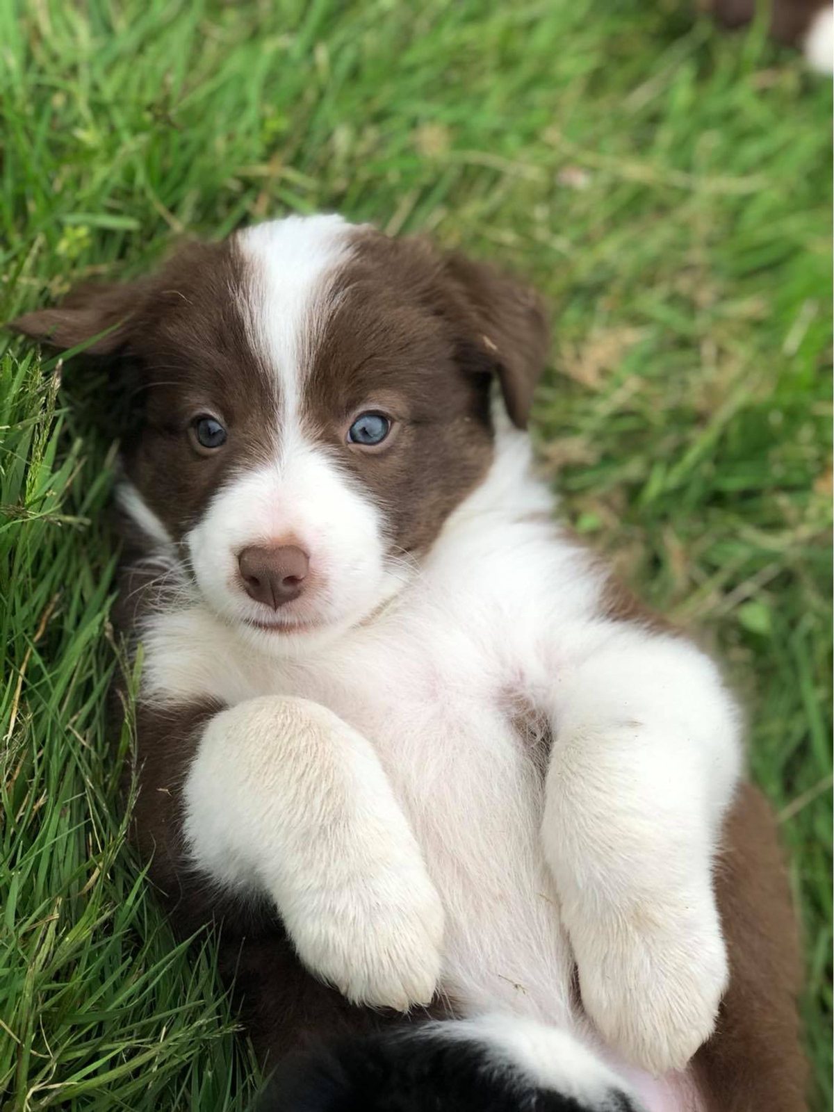 Willowcreek Border Collie Puppies | Border Collie Puppies in Canada