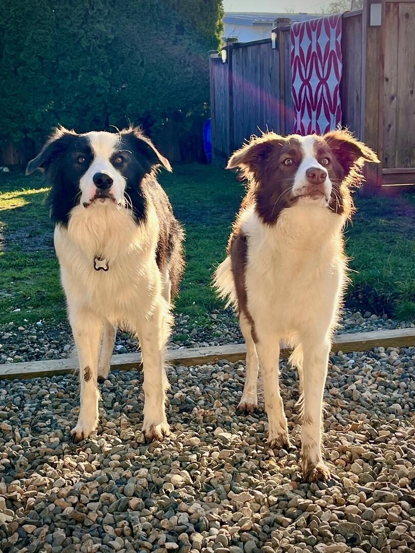 Supplements for Border Collies