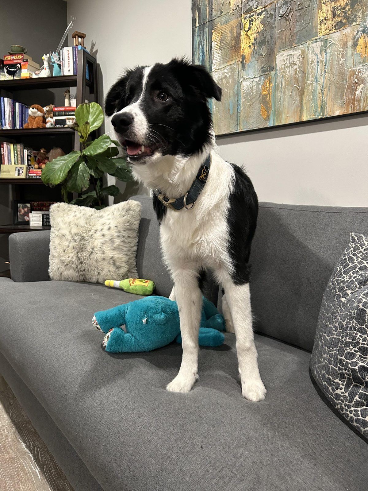 Blue border collie puppies for sale