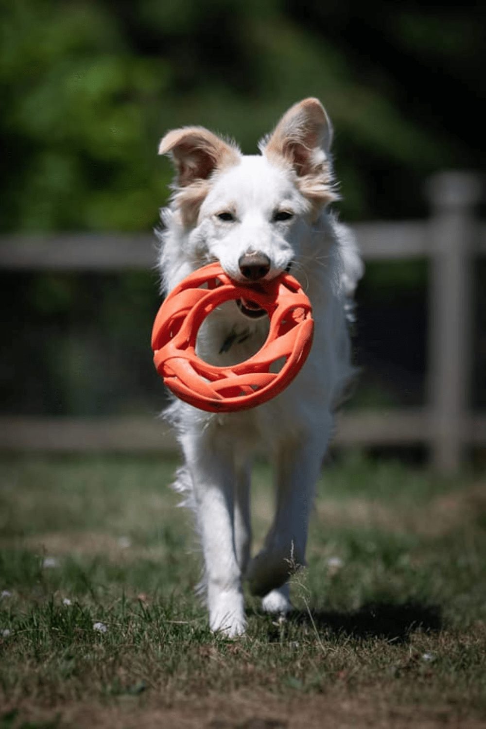 FOOD AND RESOURCE GUARDING/AGGRESSION IN BORDER COLLIES.
