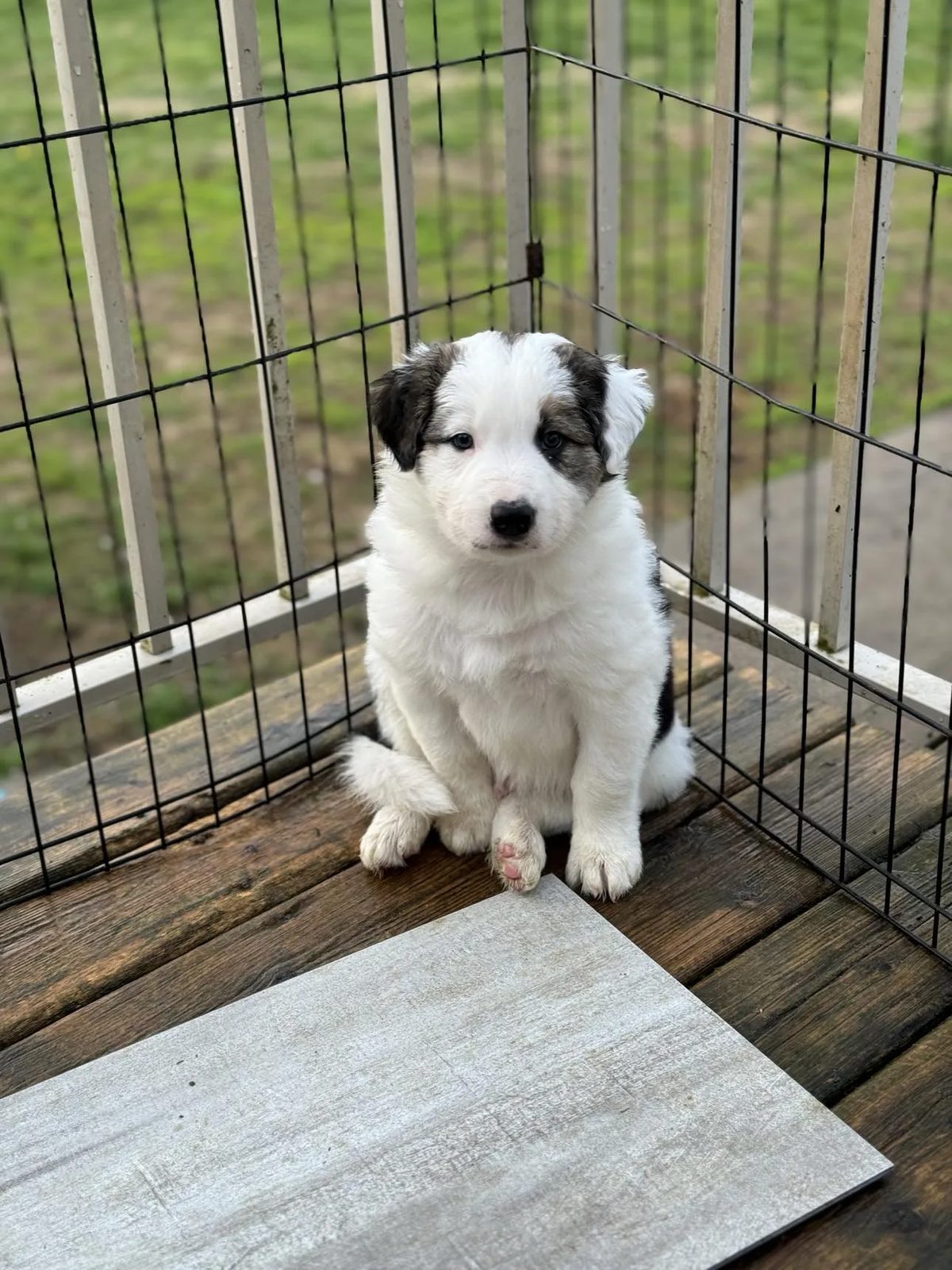 Best Border Collie Breeder in BC
