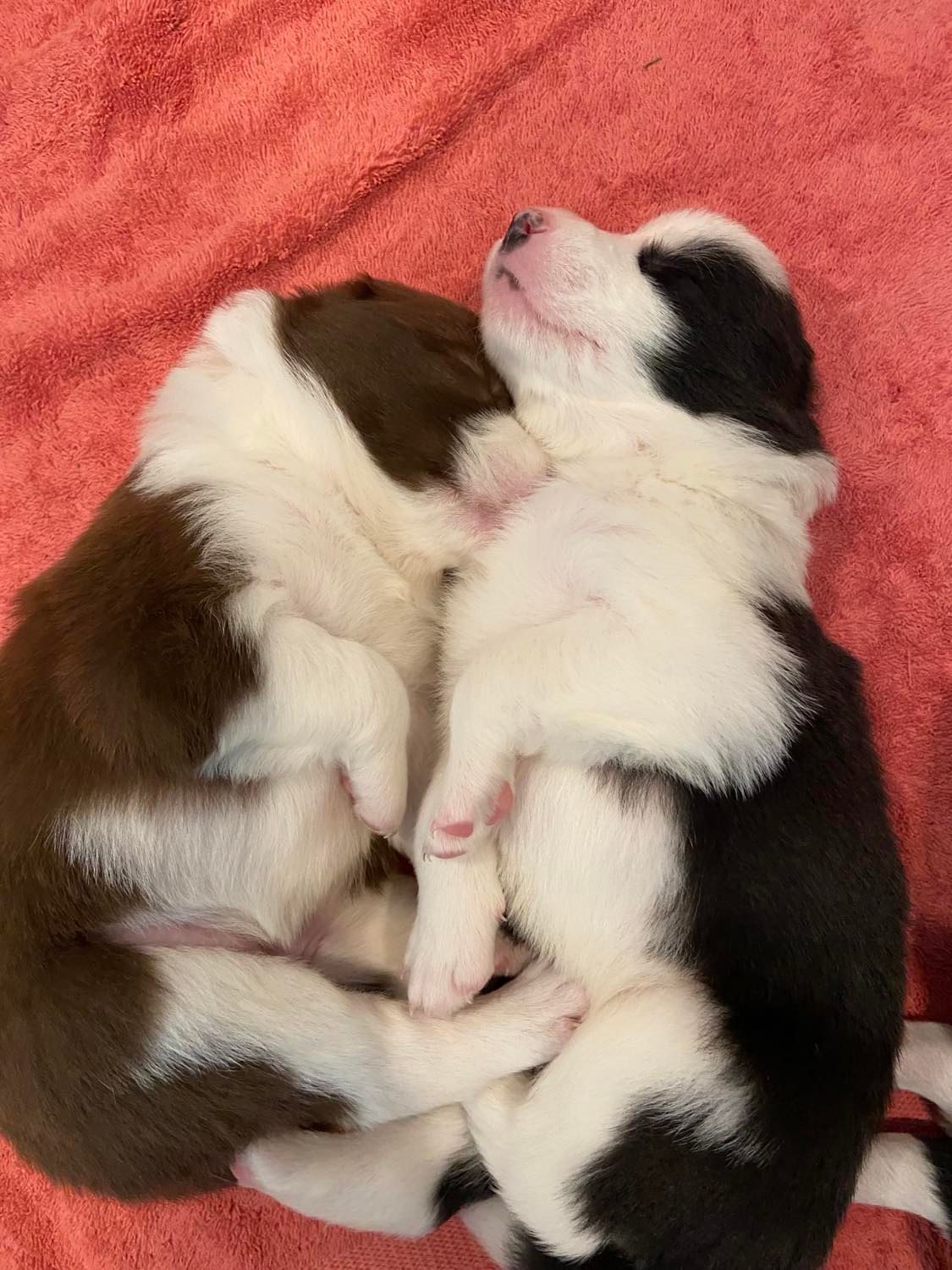 Available Border Collie Puppies
