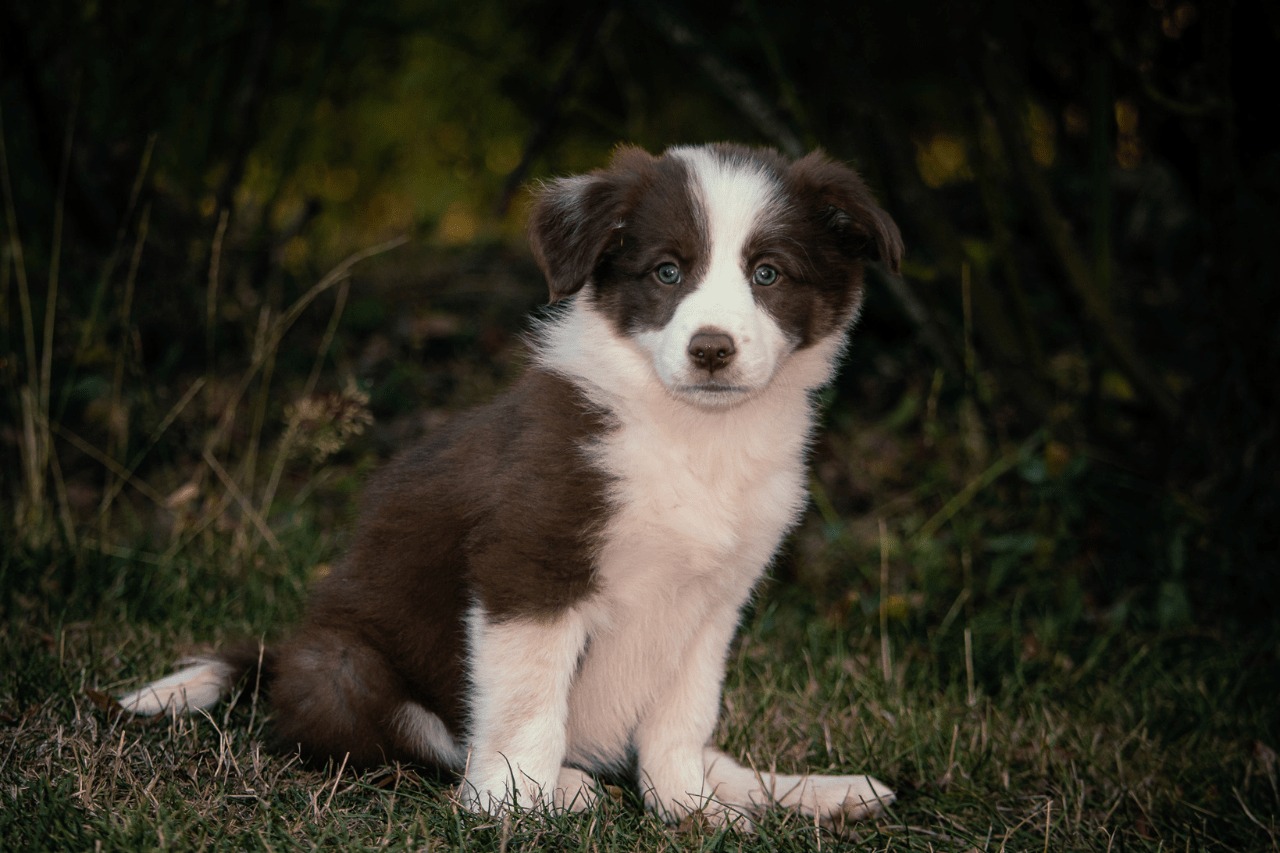 A chocolate and white Border Collie puppy sitting in long grass