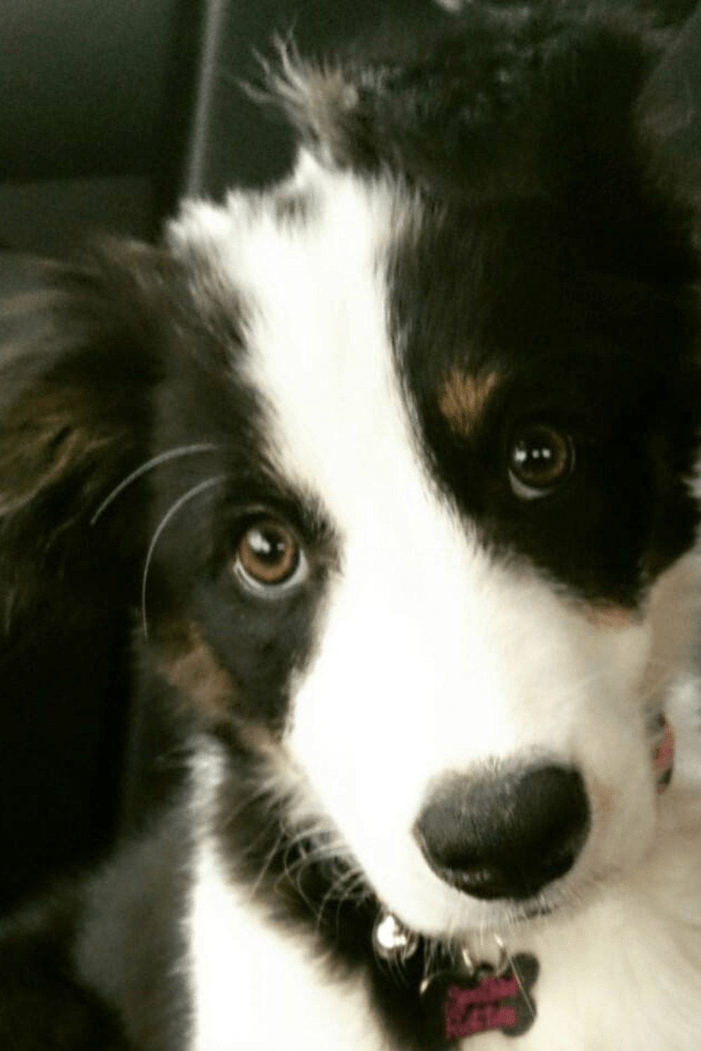 Riley as a young Border Collie