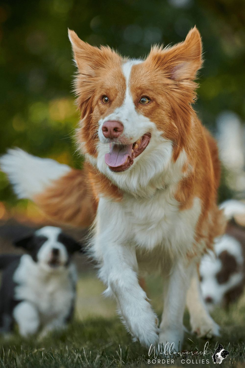 ee Red Border Collie Puppies in Canada