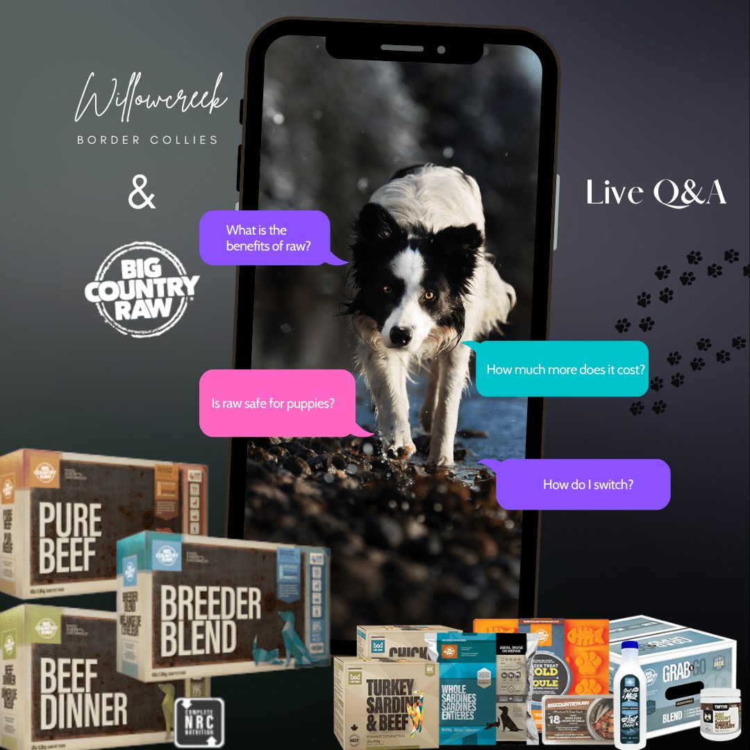 Is raw better for your dog?