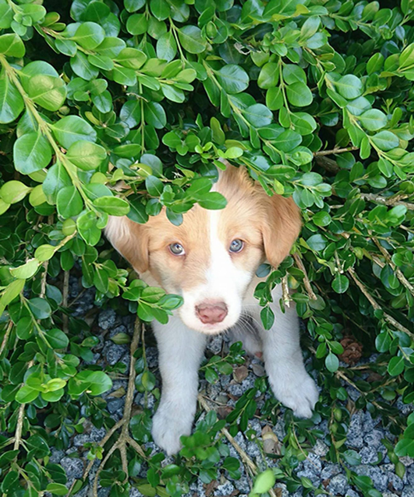 Willowcreek Border Collie Puppies | Border Collie Puppies in Canada