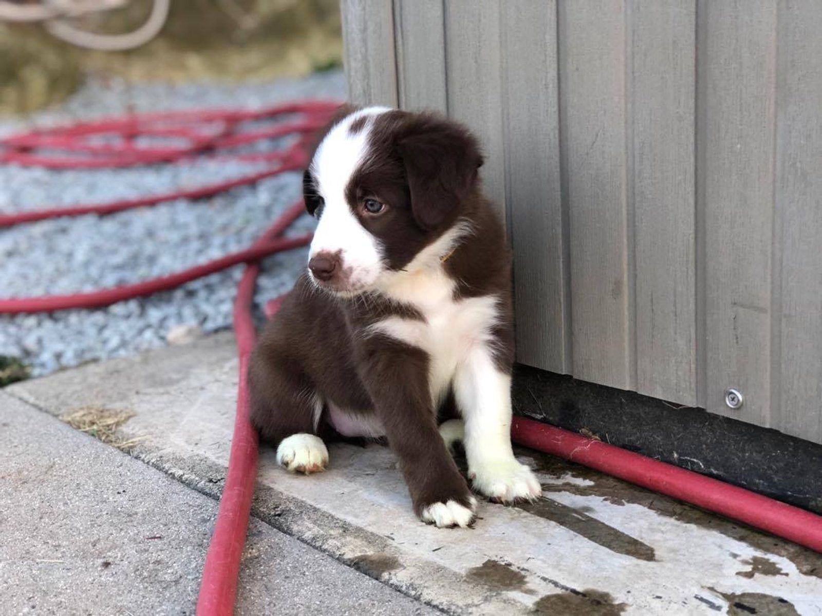 Willowcreek Border Collie Puppies | Border Collie Puppies in Canada