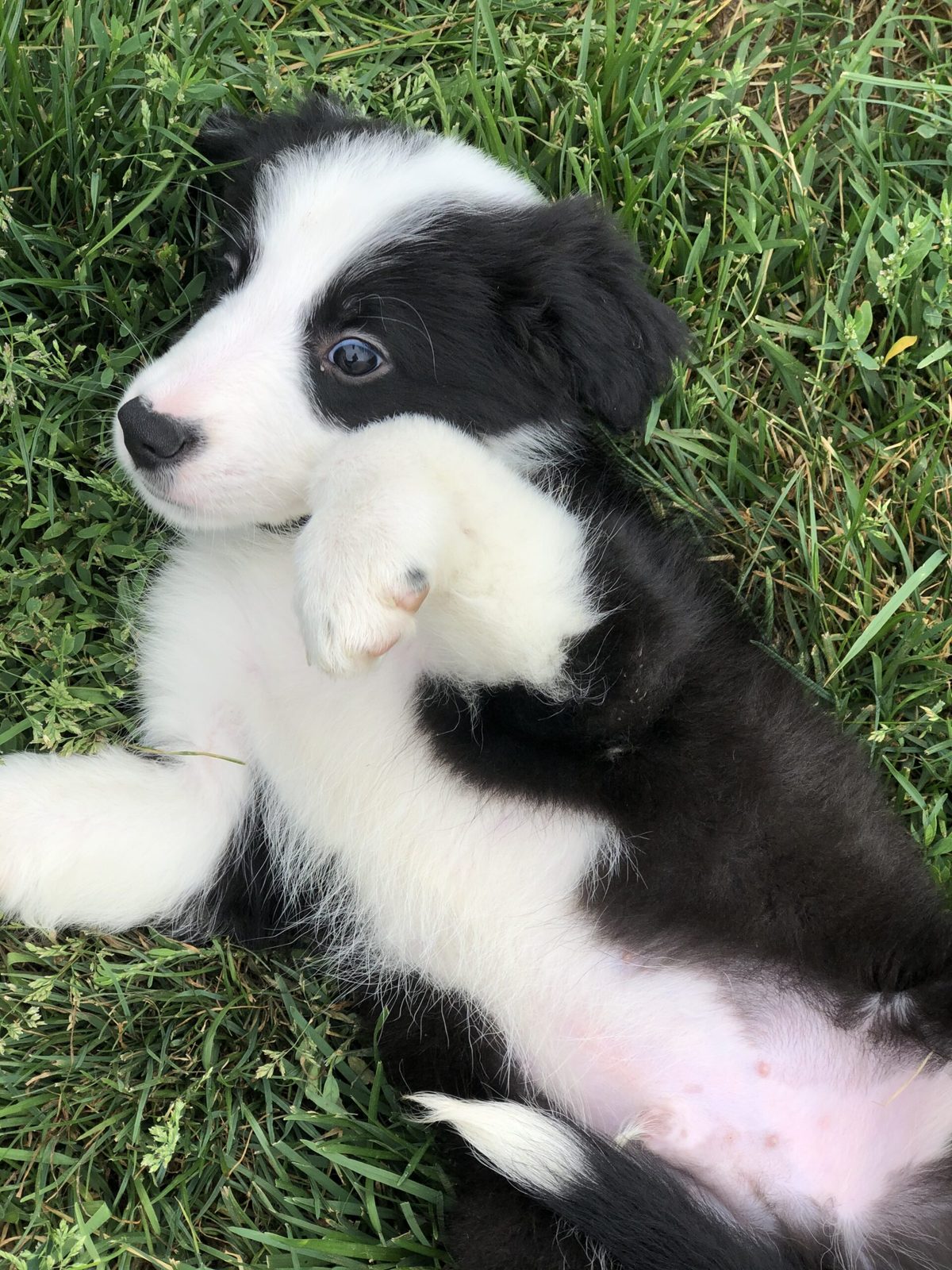 Willowcreek Border Collie Puppies | Border Collie Breeders in Canada