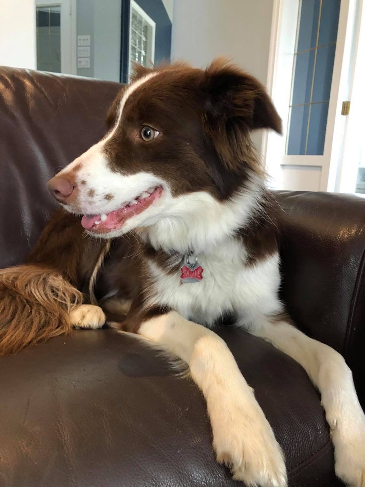 Willowcreek Border Collie Puppies | Border Collie Puppies in Canada