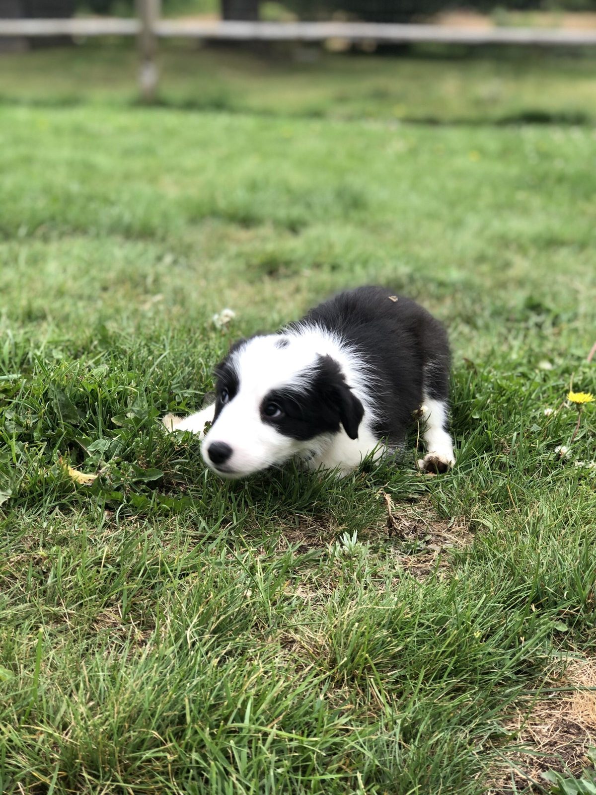 Willowcreek Border Collie Puppies | Border Collie Breeders in Canada