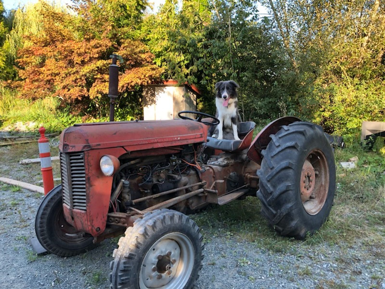 Willowcreek Border Collie Puppies | Border Collie Puppies in Canada