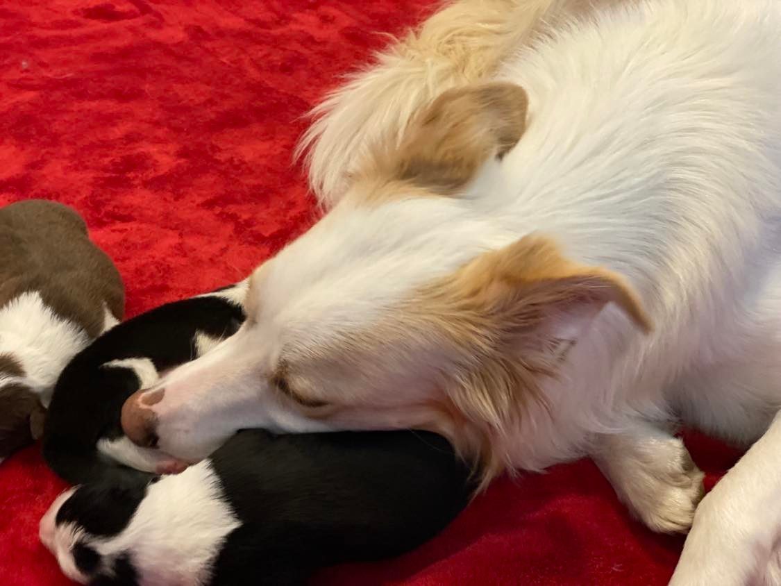 Best Border Collie Breeder in BC