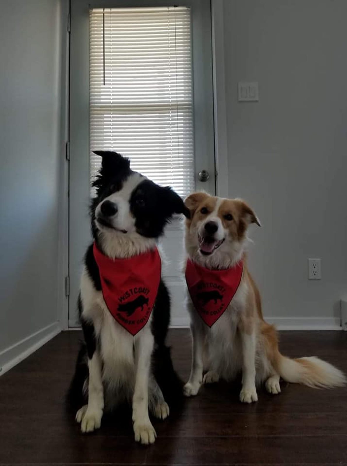 Willowcreek Border Collie Puppies | Border Collie Puppies in Canada