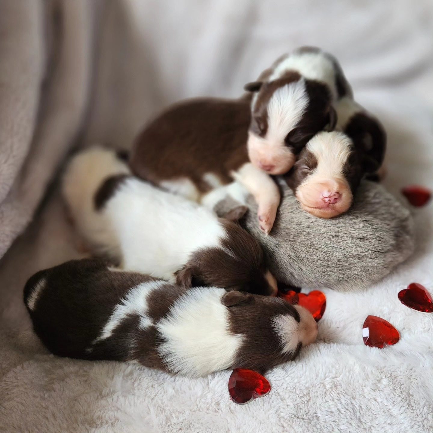 Willowcreek Border Collies | Border Collie Breeders in Canada