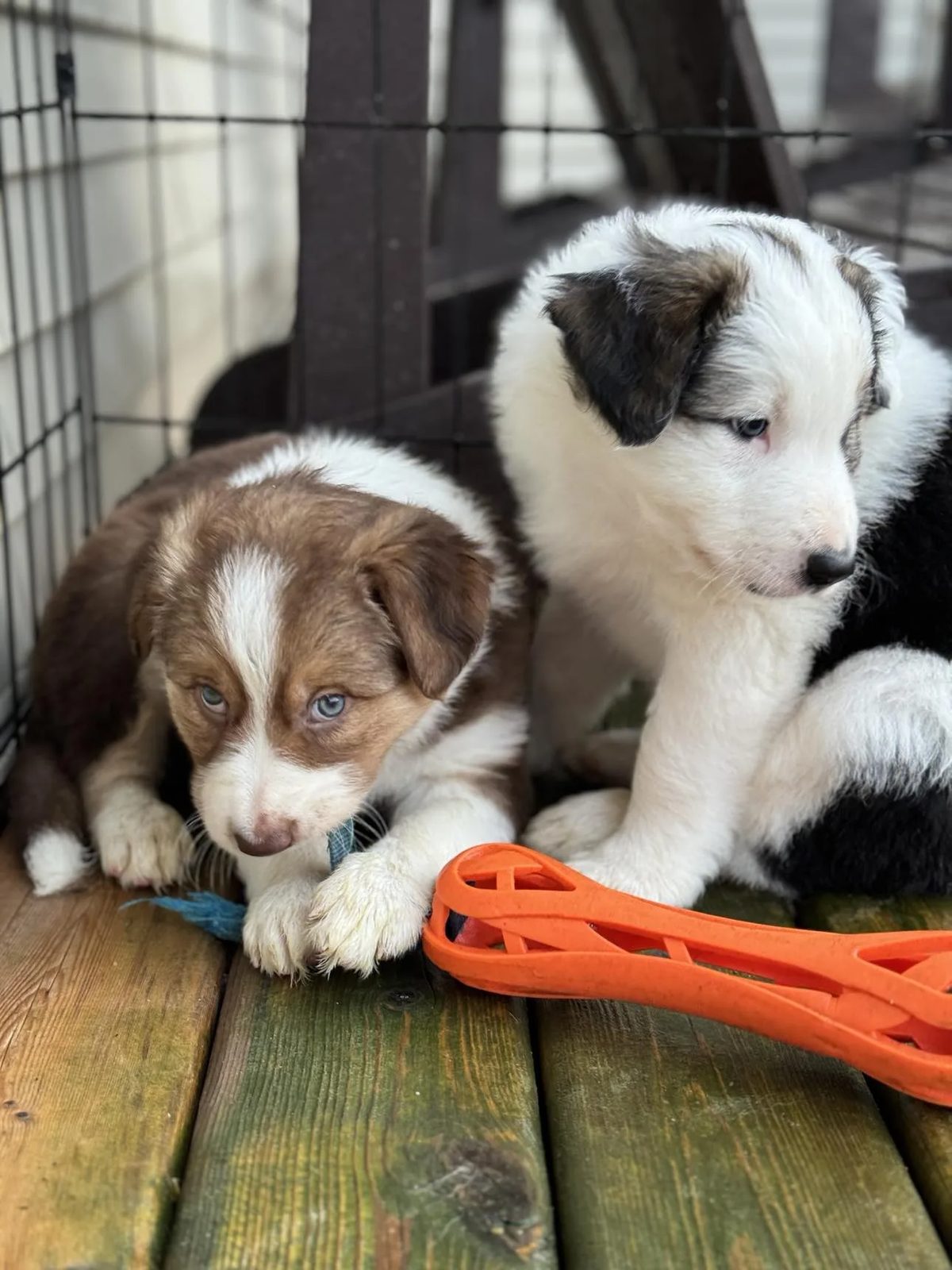Best Border Collie Breeder in BC