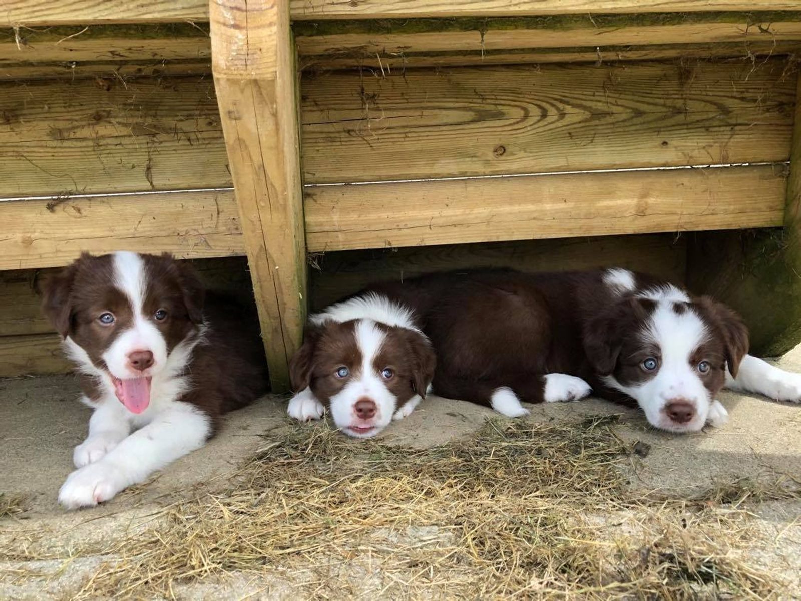 Willowcreek Border Collie Puppies | Border Collie Puppies in Canada