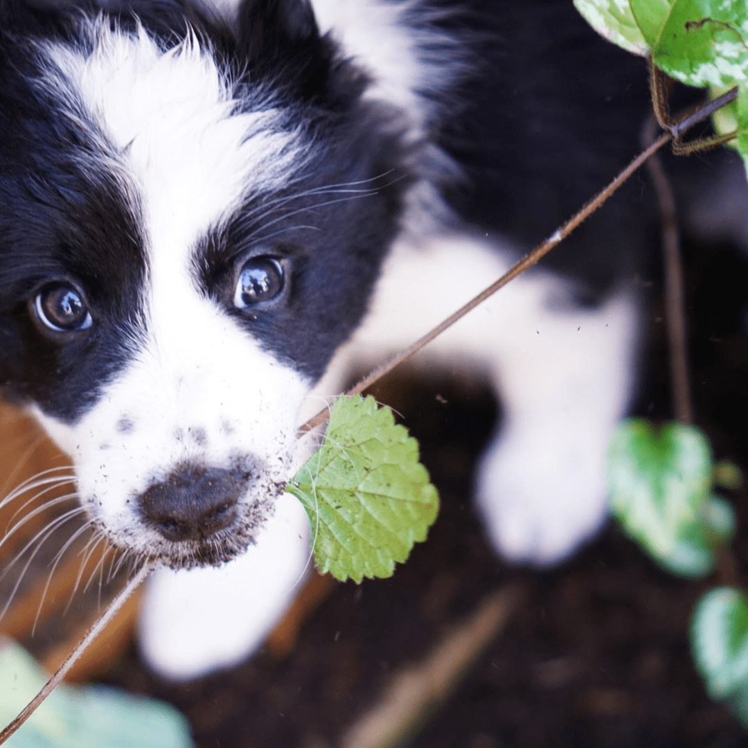 Bite Inhibition | The Puppy Shark