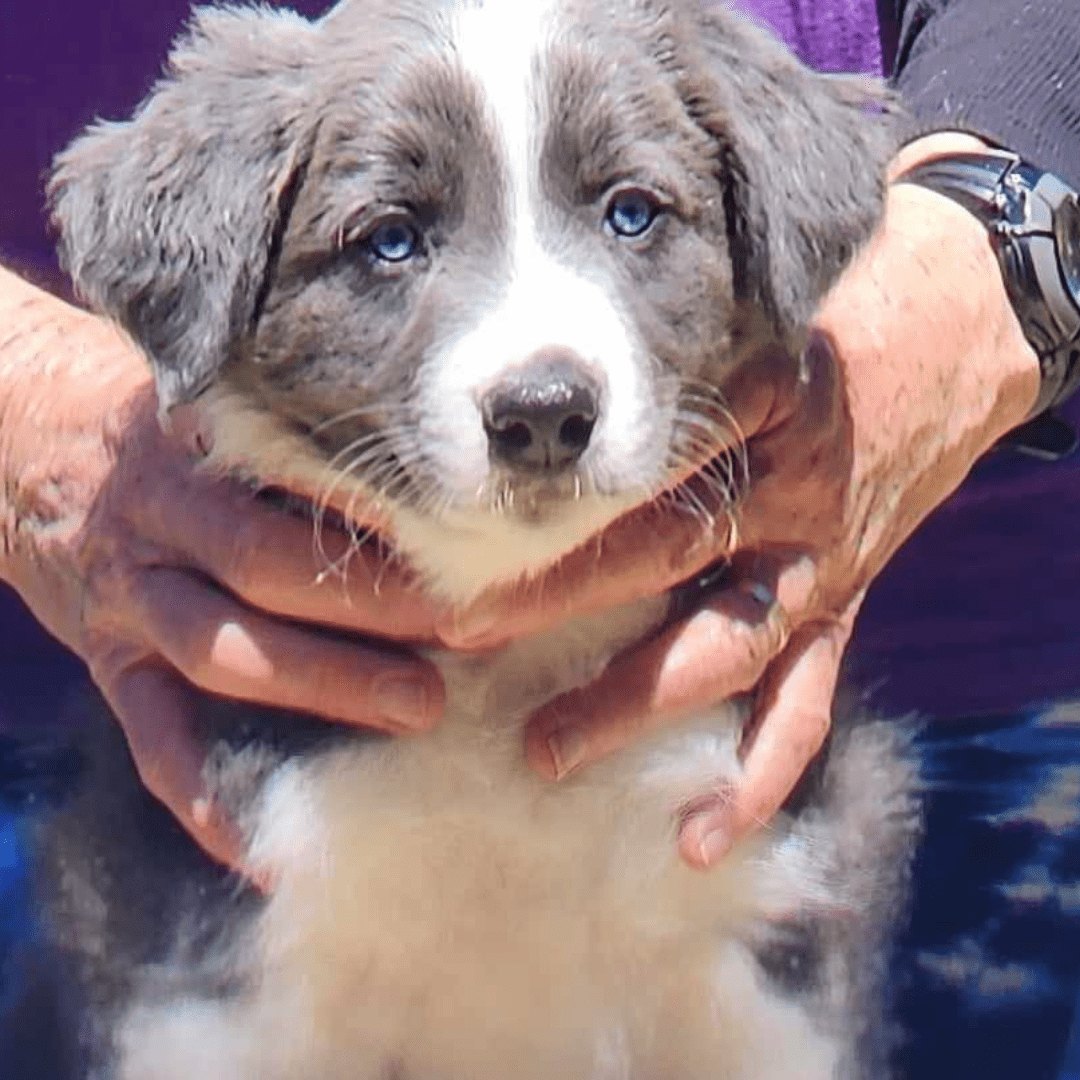 Blue and white border collie puppies