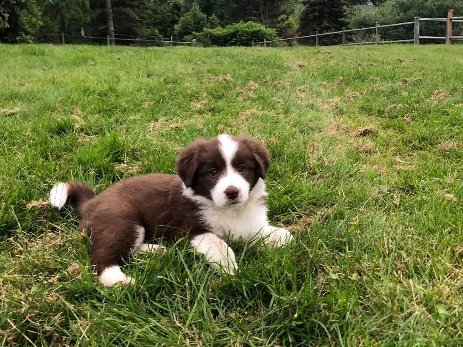 Willowcreek Border Collie Puppies | Border Collie Puppies in Canada