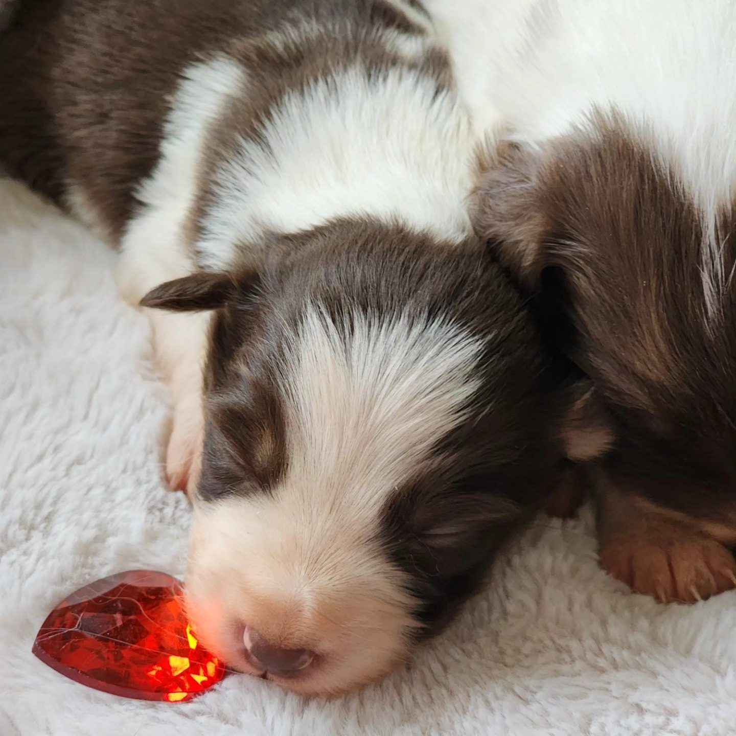 Willowcreek Border Collies | Border Collie Breeders in Canada